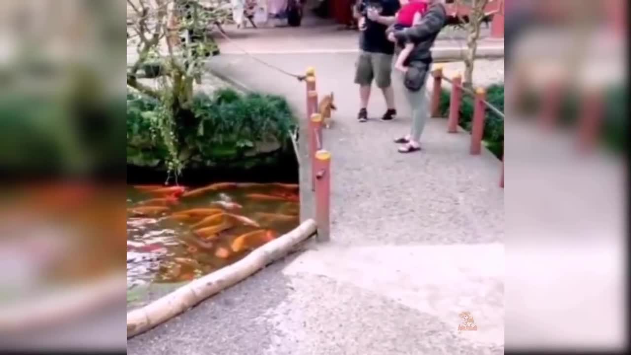 cat funny video #2