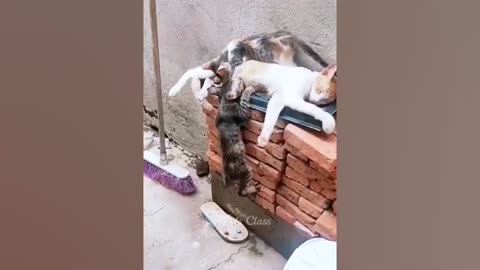 Funniest Animals 😂 Funny Dogs and Cats Videos 2023 😺🐶 Part 12