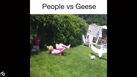 People vs Geese