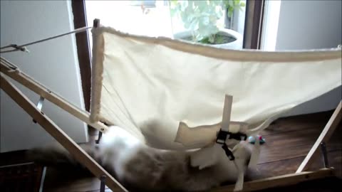 Cat loves to lounge In Har Own Personal Hammock