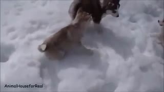 Siberian Husky Puppies Playing in Snow