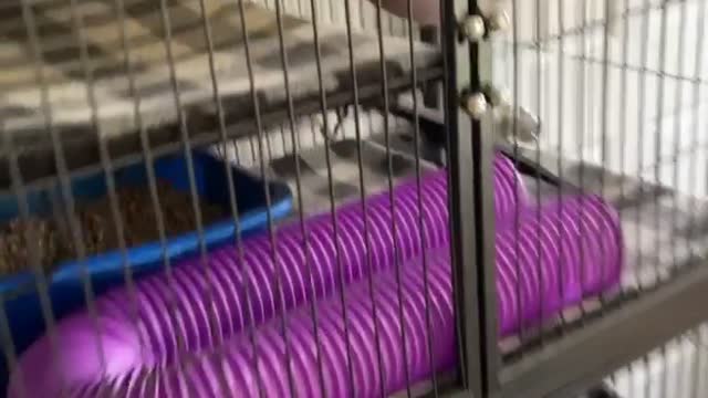 Kitten in Cuddle Puddle with Sleeping Ferrets in Pet Hammock