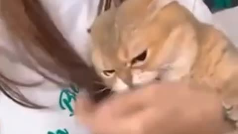 Funny cat singing