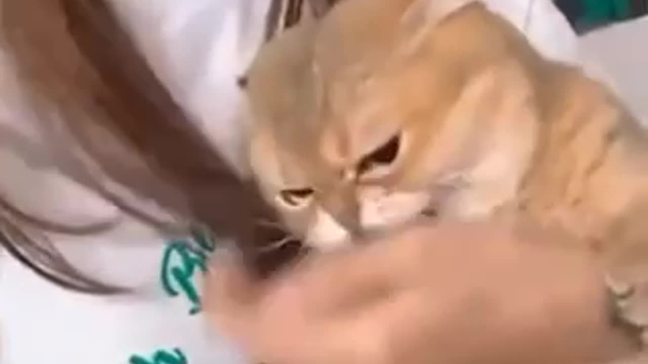 Funny cat singing