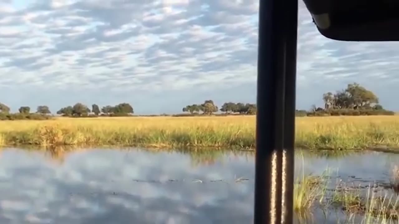 Lucky baby buffalo Rescued from the mouth of crazy crocodile