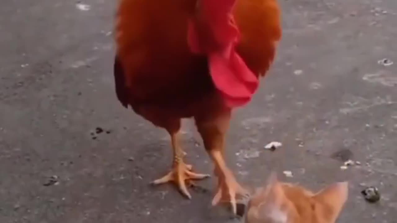 Funnyvideosanimals,Bestfunnyvidieoscatsandrooster