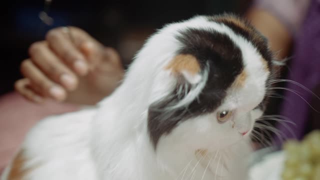 upset cute cat