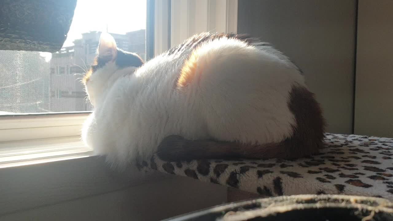 A cat sunbathing