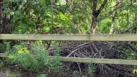 Suspicious Cardinal