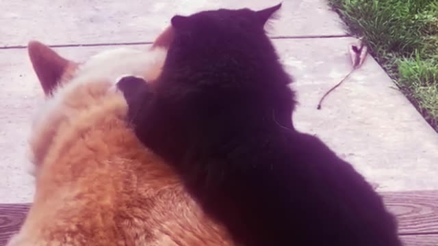 cat stroking his friend