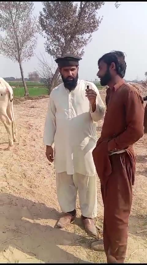 خوبصورت وچھے اقبال نگر منڈی میں