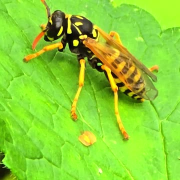 Wasp on a leaf / beautiful insect next to a river.