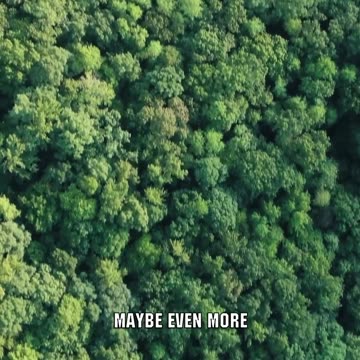 Trees Does Not Produce Half Earth's Oxygen & This Actually Does