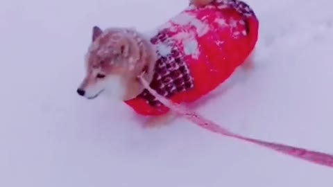 The dog who saw snow for the first time #pet #fyp #dog #puppy #mystyle