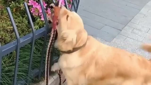 How my dog trying to escape