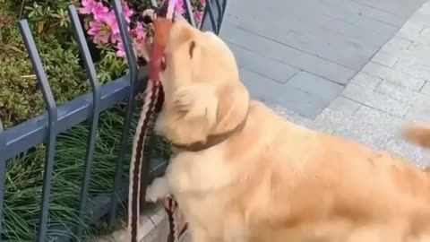 How my dog trying to escape