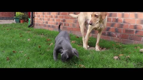 CANE CORSO PUPPY! First Week At Home!