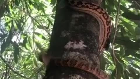 That's how a snake crawls up trees!