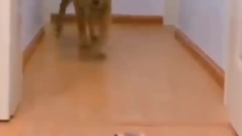 Dog Funny Videos