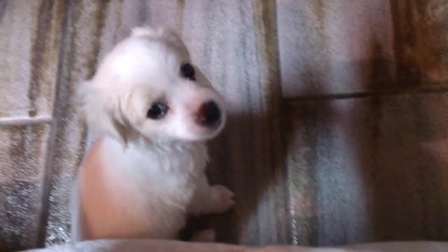 Puppy Playing With Duck