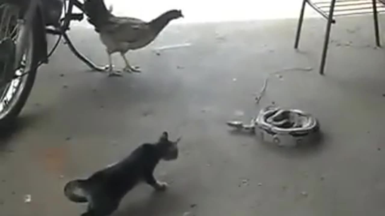 Cat_vs_Snake funny 😁 😂 😀 😄 😆 🤣