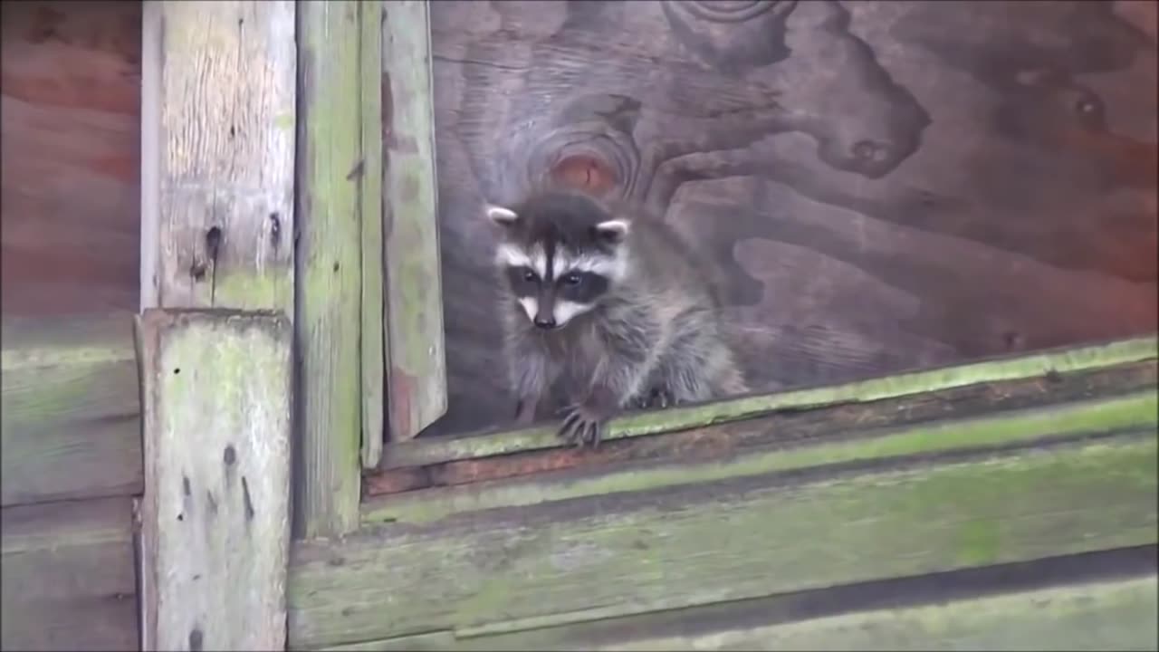 Baby Raccoons Are Cheeky - FUNNIEST Compilation