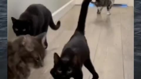 It always a cat😂