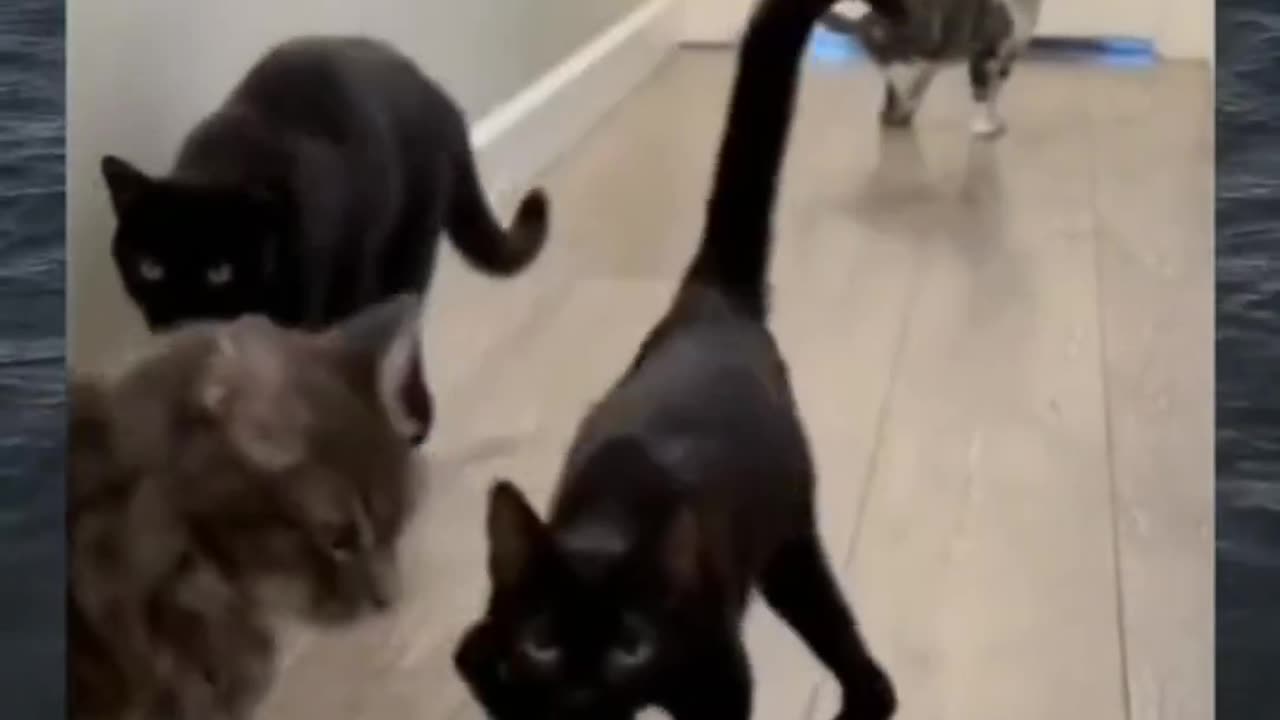 It always a cat😂