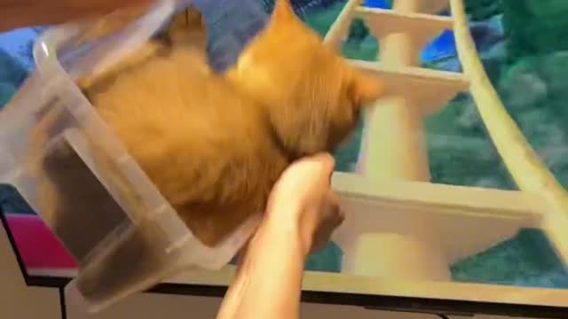 Kitten experience roller coaster