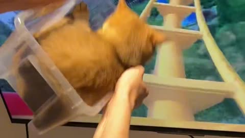 Kitten experience roller coaster