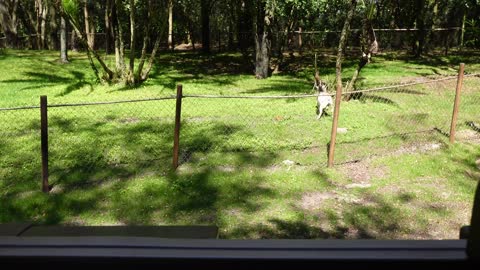 Riding the Kilimanjaro Safari Ride in Animal Kingdom | March 2022