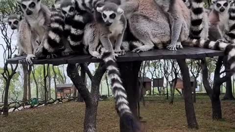 lemurs