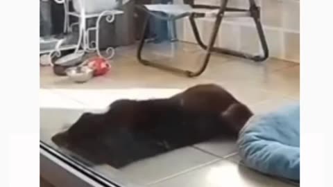Funny video
