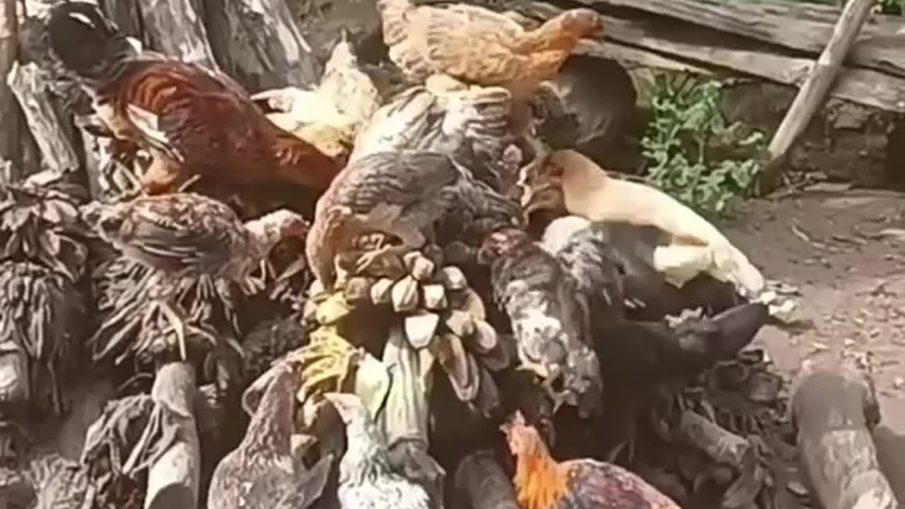 Chicken flower