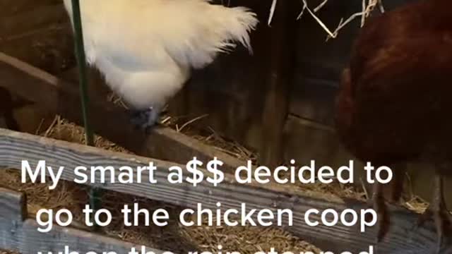 My smart a$$ decided to go to the chicken coop
