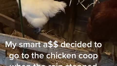 My smart a$$ decided to go to the chicken coop