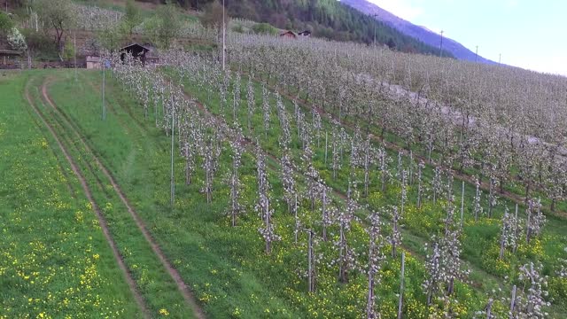 Fioritura dei frutteti in Val di Sole