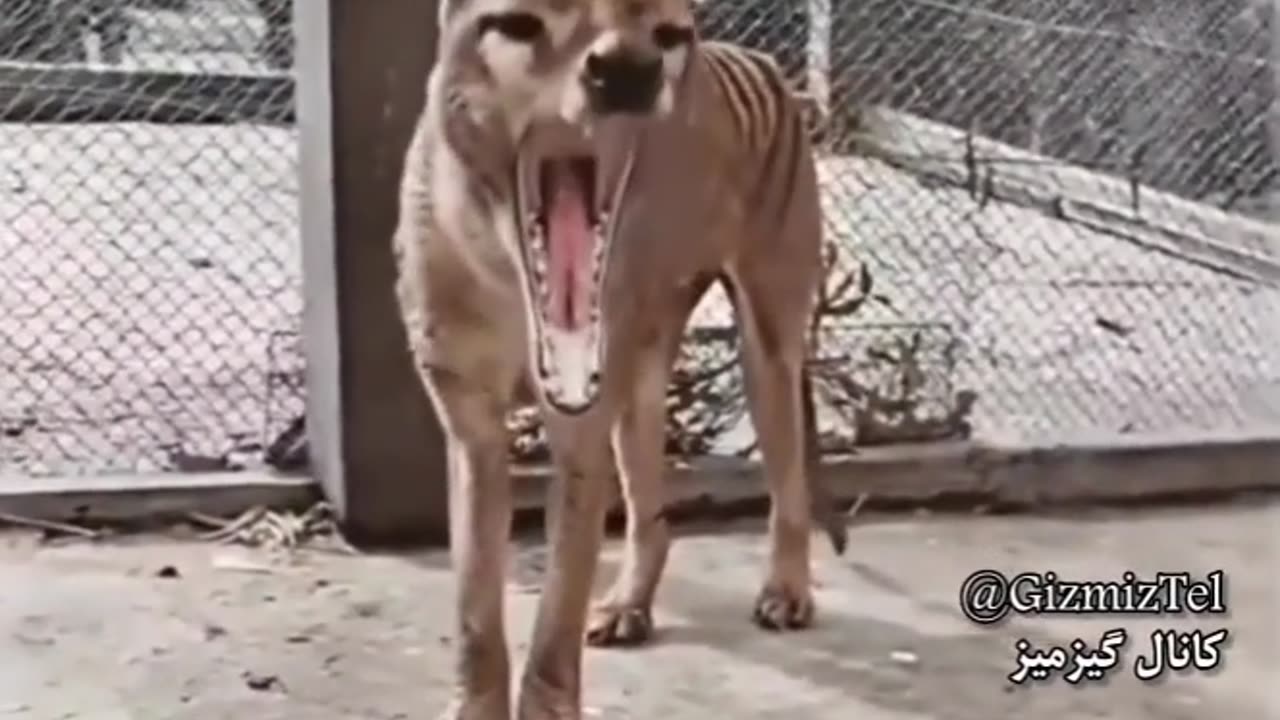 Tasmanian tiger