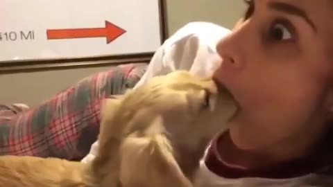 Funny dog