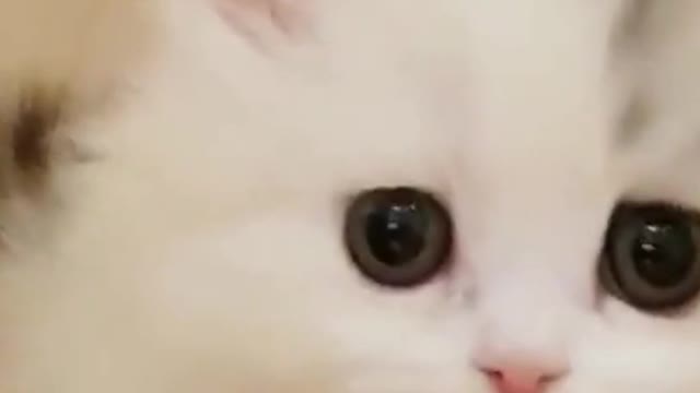 adorable small cat playing