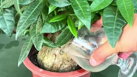 Garden Tips