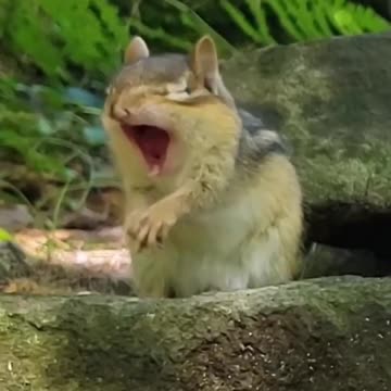Squirrel #funny #shorts #virals