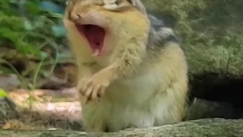 Squirrel #funny #shorts #virals