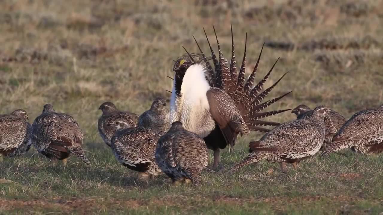 The Dance Of The Sage Grouse