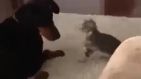 Funny cat and dog