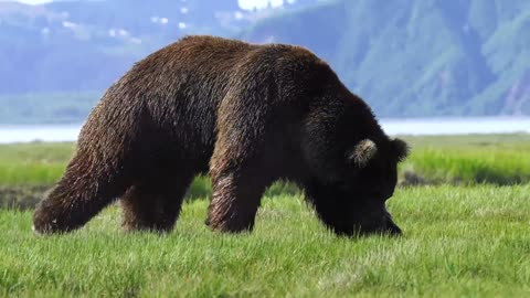 Alaskan Monster Bears
