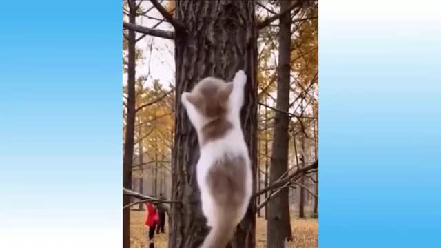 Cute Pets And Funny Animals Compilation G1 PART