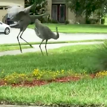 Pets with INCREDIBLE Dance Moves!