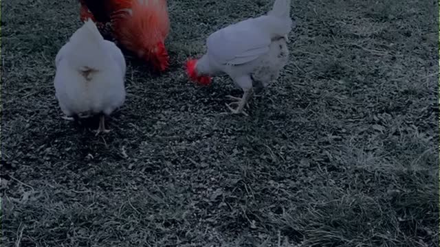 Rooster Speaks And Says Okay