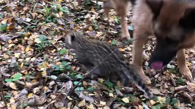 German Shepherd Raises Leopard Cub